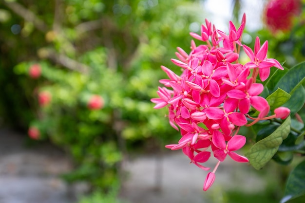 Beautiful red pink spike flower. King Ixora blooming (xora chinensis. Rubiaceae flower.Ixora flowers