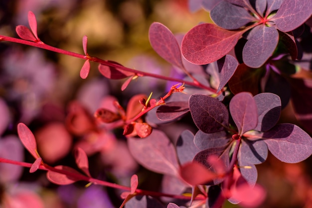 Beautiful red plants in the garden.