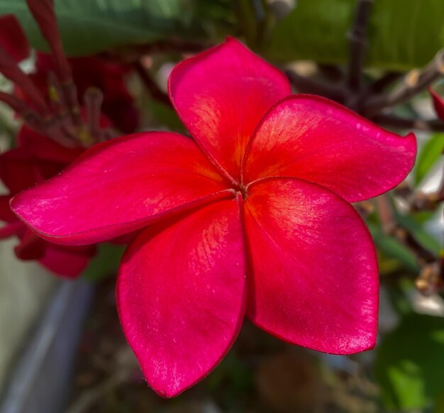 Beautiful red plumeria flowers in gardenbackground