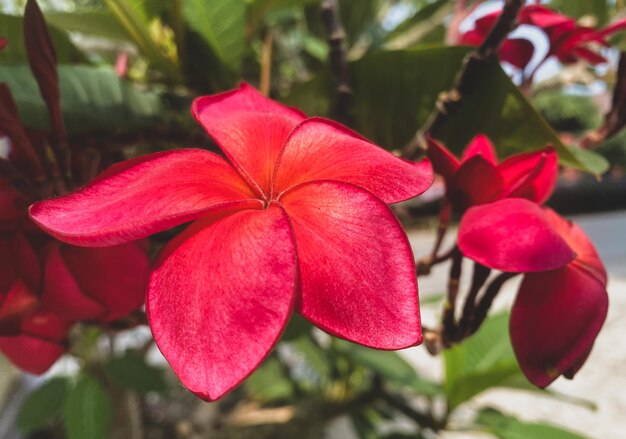 Beautiful red plumeria flowers in gardenbackground