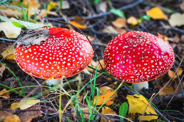 Beautiful red poisonous mushrooms growing in the forest fly agaric