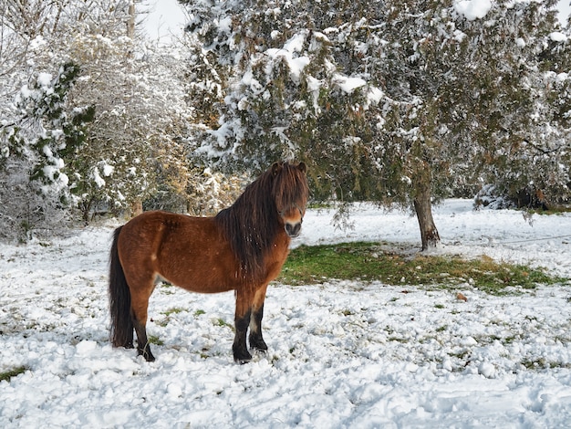 Beautiful red pony grazes in a suburban winter snow-covered park after a snowfall.