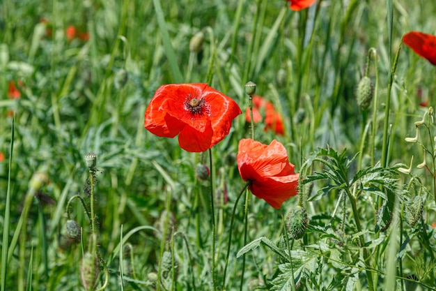 Beautiful red poppies on the field