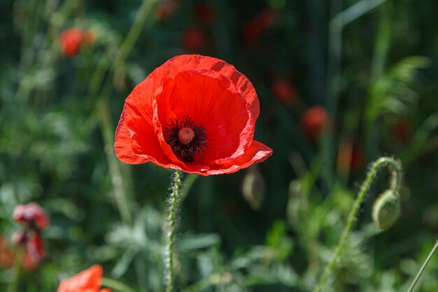 Beautiful red poppies on the field