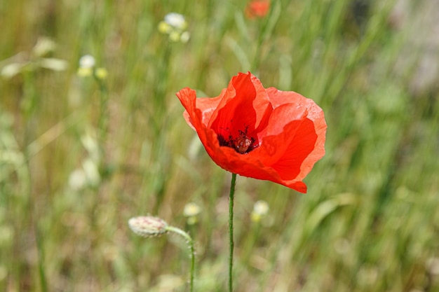 Beautiful red poppies on the field