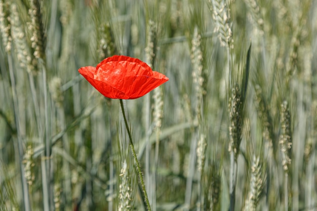 Beautiful red poppies on the field