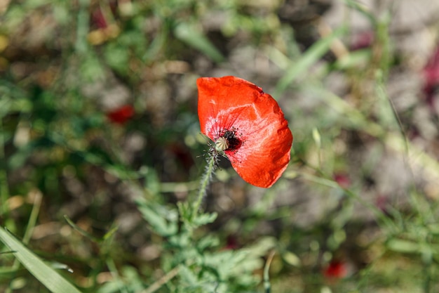 Beautiful red poppies on the field