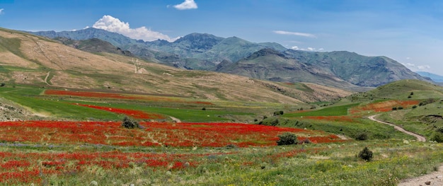 Beautiful red poppies flowers blooming in nature field in Armenia