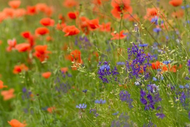 Beautiful red poppies on a summer field opium flowers wild field summer background