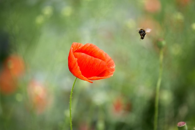 Beautiful red poppies on a summer field opium flowers wild field summer floral background