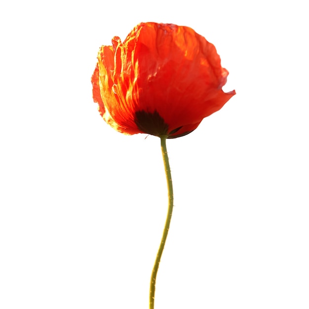 Beautiful red poppy flower isolated on white background