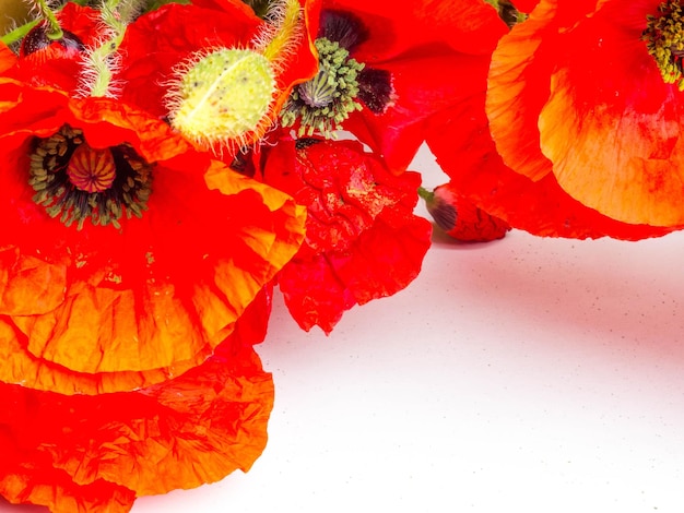 Beautiful red poppy flowers on white background