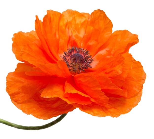 Beautiful red poppy isolated on a white background Flower