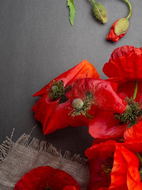 Beautiful red poppys isolated on a black background postcard with copy space