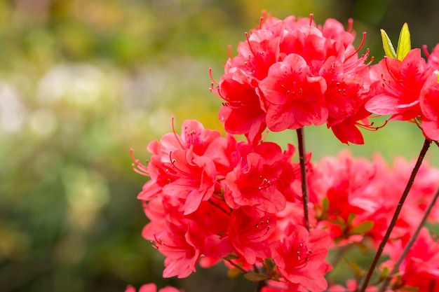 Beautiful red rhododendron flower in garden with magic bokeh red Rhododendron flower on magic bokeh background