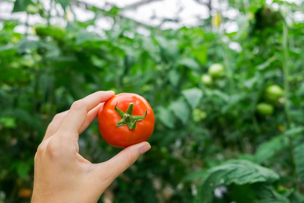 Beautiful red ripe tomato in female hand on greenery background. Tomato production