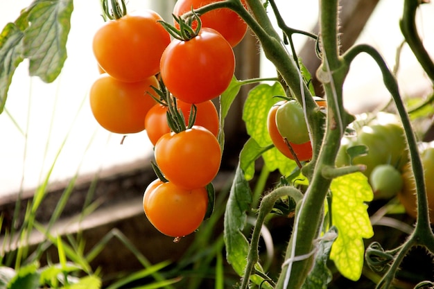 Beautiful red ripe tomatoes grown in a greenhouse. Beautiful background