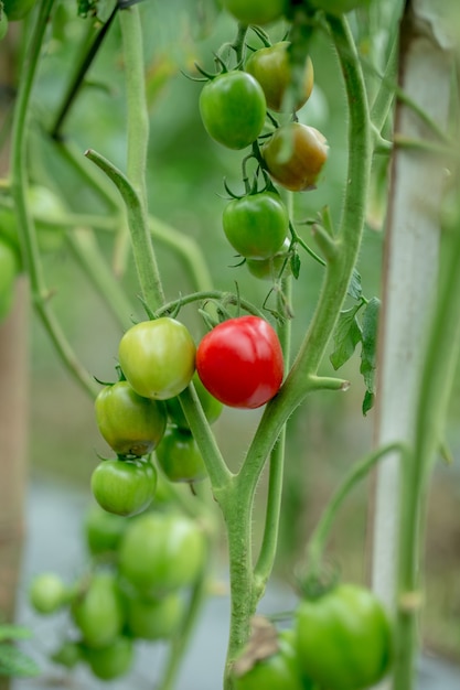 Beautiful red ripe tomatoes grown in a greenhouse Ready to harvest