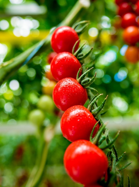 Beautiful red ripe tomatoes grown in a greenhouse.