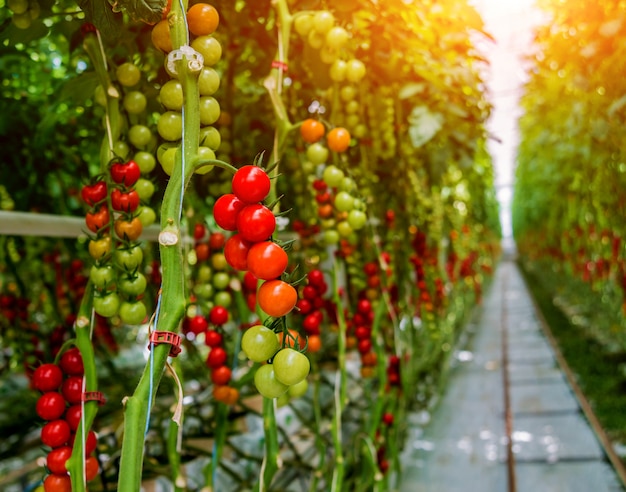 Beautiful red ripe tomatoes grown in a greenhouse.