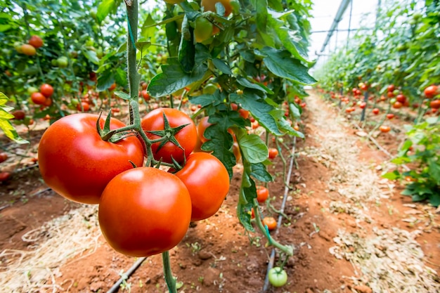 Beautiful red ripe tomatoes grown in a greenhouse.