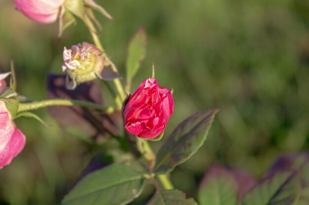 Beautiful red rose Bud in the garden.