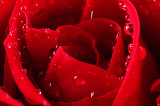 Beautiful red rose close-up