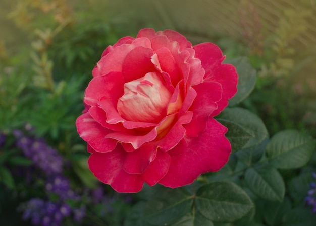 Beautiful red rose Combining lemon yellow to red Beautiful two tone flower Rose Shanty