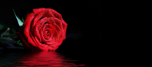 Beautiful red rose Congratulatory background by St Valentine's Day