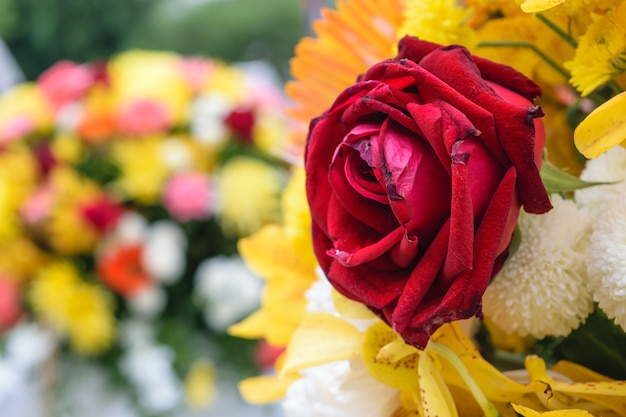 Beautiful red rose flower in a bouquet, Naturally beautiful flowers in the garden