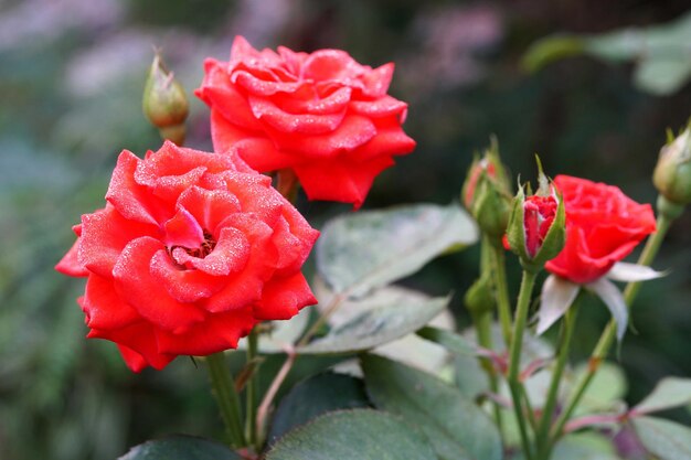 Beautiful red rose flower in a garden for love Valentine day