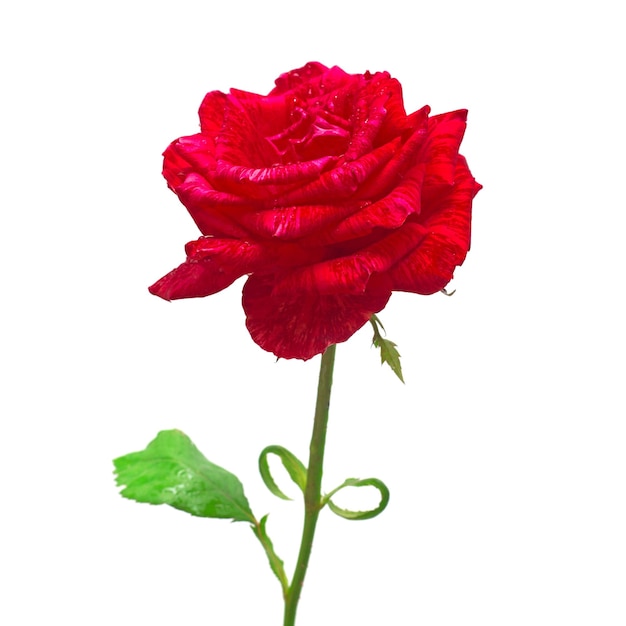 Beautiful red rose flower isolated on white background