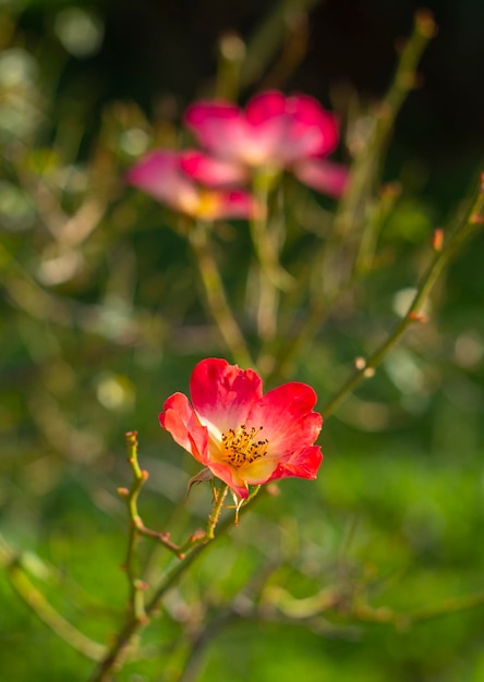 Beautiful red rose flower on a sunny warm day