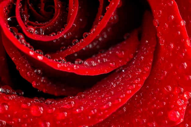 Beautiful red rose flower and water drops on the petals