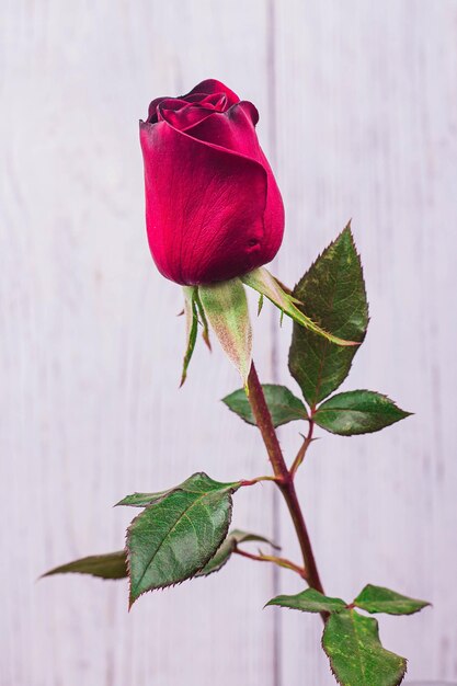 Beautiful red rose flower on wooden background