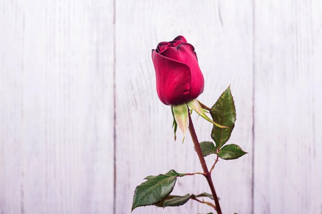 Beautiful red rose flower on wooden background