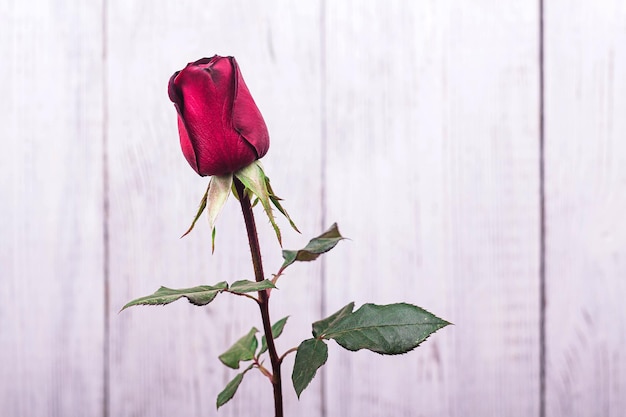 Beautiful red rose flower on wooden background