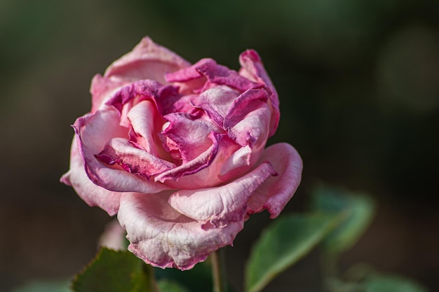 Beautiful red rose in a garden flower