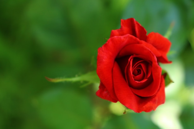 Beautiful red rose in a garden with lush greenery 