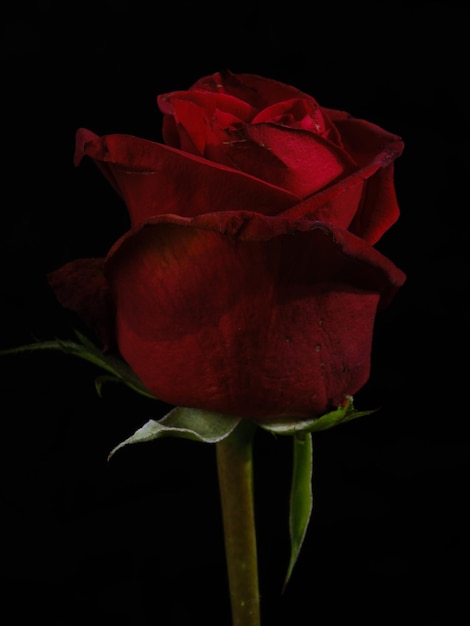 Beautiful red rose isolated on black background