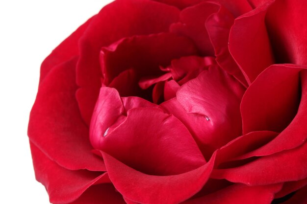 Beautiful red rose isolated on white