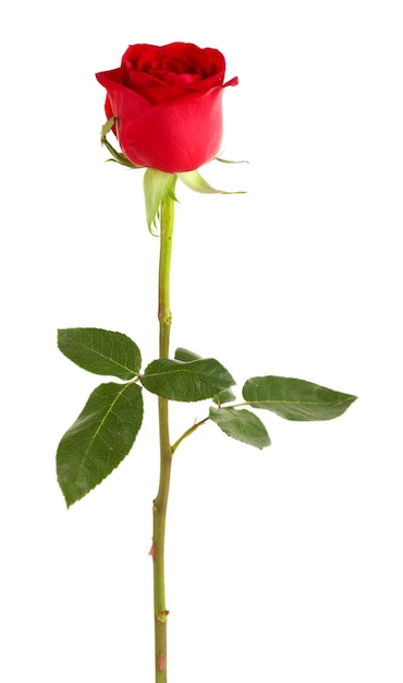 Beautiful red rose isolated on white