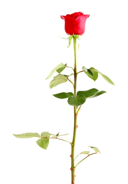 Beautiful red rose isolated on white