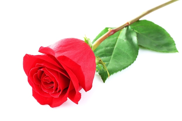 Beautiful red rose isolated on white