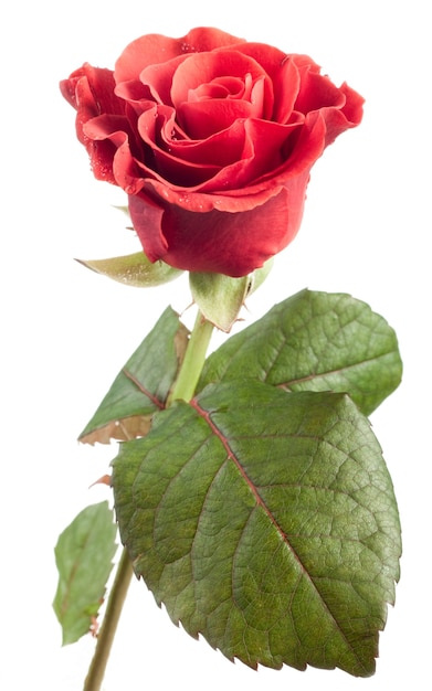 Beautiful red rose isolated