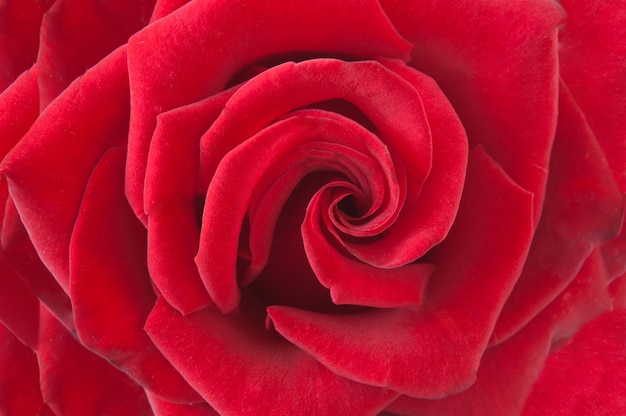 Beautiful red rose macro