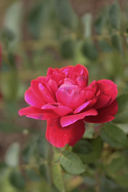 A beautiful red rose opened its bud and smiles at the sun