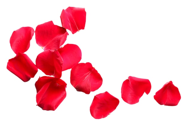 Beautiful red rose petals, isolated on white