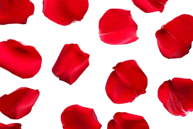 Beautiful red rose petals, isolated on white