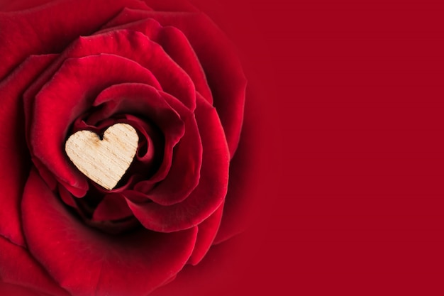 Beautiful red rose Valentine's Day background